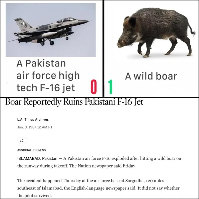 Wild boars ain't no fuckin' joke