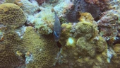 Fish 'beauty salons' may act as microbial hubs in reef ecosystems