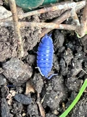 Invertebrate iridescent virus 31 (Iridovirus armadillidium-i)