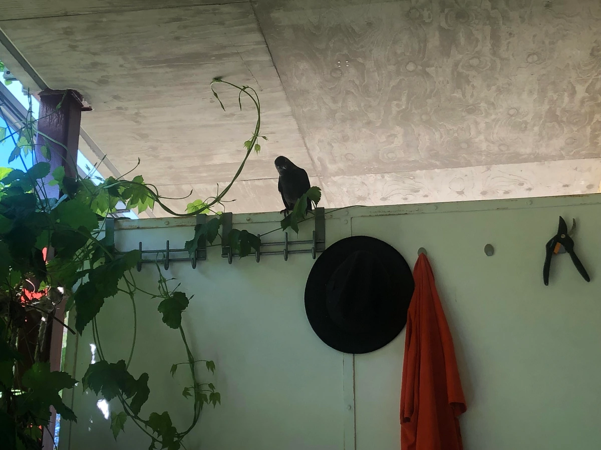 Photo of a young crow sitting on a ledge on my balcony looking down at me in a judgy way, and if I didn't get up and give it some food it would start screaming at me.