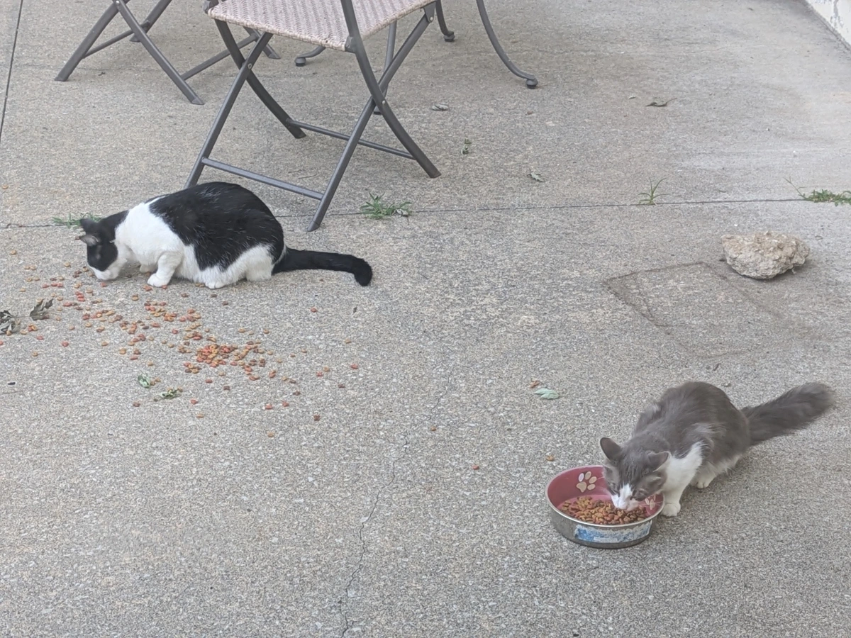 two cats eating on the patio.
