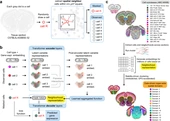 Data-driven fine-grained region discovery in the mouse brain with transformers - Nature Communications