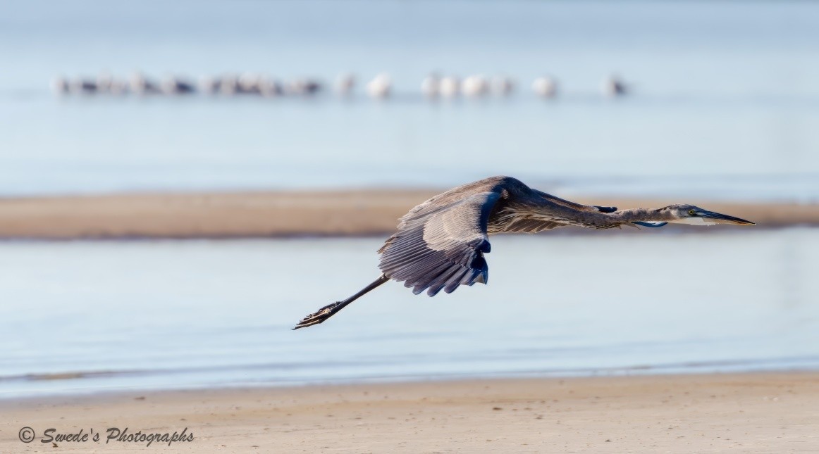 "A great blue heron glides low over a stretch of pale sand, its wings wide and deliberate, casting a soft shadow that barely touches the beach below. The bird’s long neck is extended forward, its legs trailing behind like drawn threads, and its flight feels both effortless and precise—an elegant crossing over stillness.

Just beyond the heron’s path, the sand gives way to a shallow tidal pool, its surface faintly rippled and held in place by a narrow sandbar. The pool is quiet, contained—like a pause between the beach and the open ocean beyond.

Farther out, past the pool and across the soft blur of distance, a line of shorebirds stands in parallel with the beach. They’re out of focus, small and evenly spaced, perched on what appears to be a slender sandbar barely visible beneath them. The bar itself is obscured—masked by the birds’ presence and the compression of depth—but their formation suggests a fragile edge between water and air.

There is no visible horizon. The ocean begins subtly, without declaration, its presence implied by color and contrast rather than line. The composition is layered: sand, pool, birds, sea. And the heron, mid-flight, threads through it all like a signature in motion.

In the lower left corner, the image is marked “© Swede’s Photographs,” anchoring the scene with quiet authorship.

The mood is meditative and spatially precise motion over sand, stillness beyond, and a distant line of watchers on the edge of what’s almost not there." - Copilot
