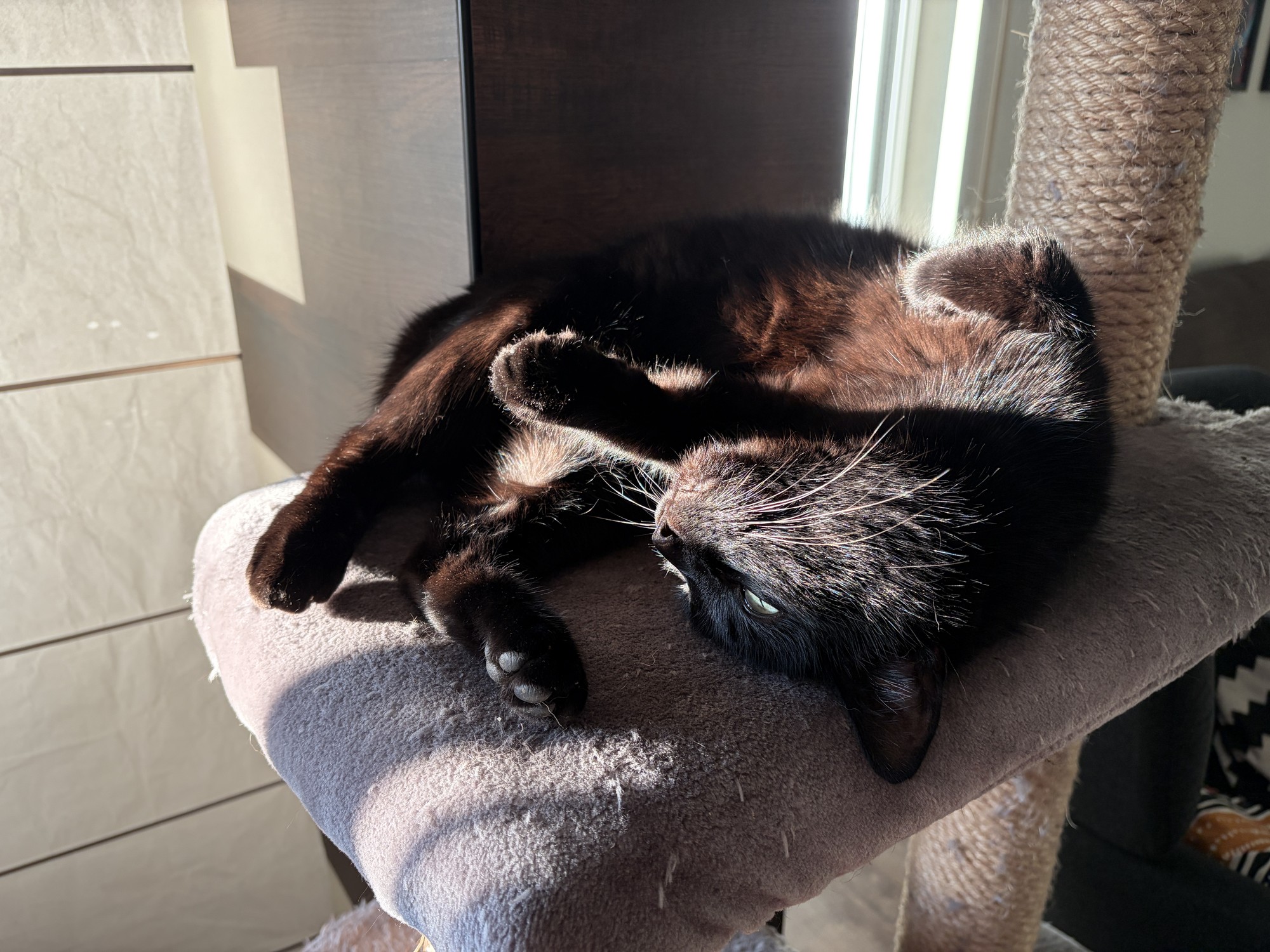 Rune genießt die Sonne