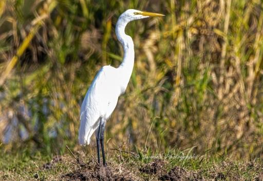 "This image captures the elegant presence of a great egret standing in a natural habitat of grass and dirt, with a softly blurred backdrop of tall vegetation. The egret, a striking white bird with a long neck and legs, holds a poised and observant stance, its yellow beak pointing forward as if surveying its surroundings. The photograph highlights the serene beauty of this wetland species, emphasizing its graceful posture and delicate features." - Copilot