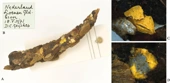 Microplastics discovered in caddisfly casings from the 1970s suggest long-term contamination