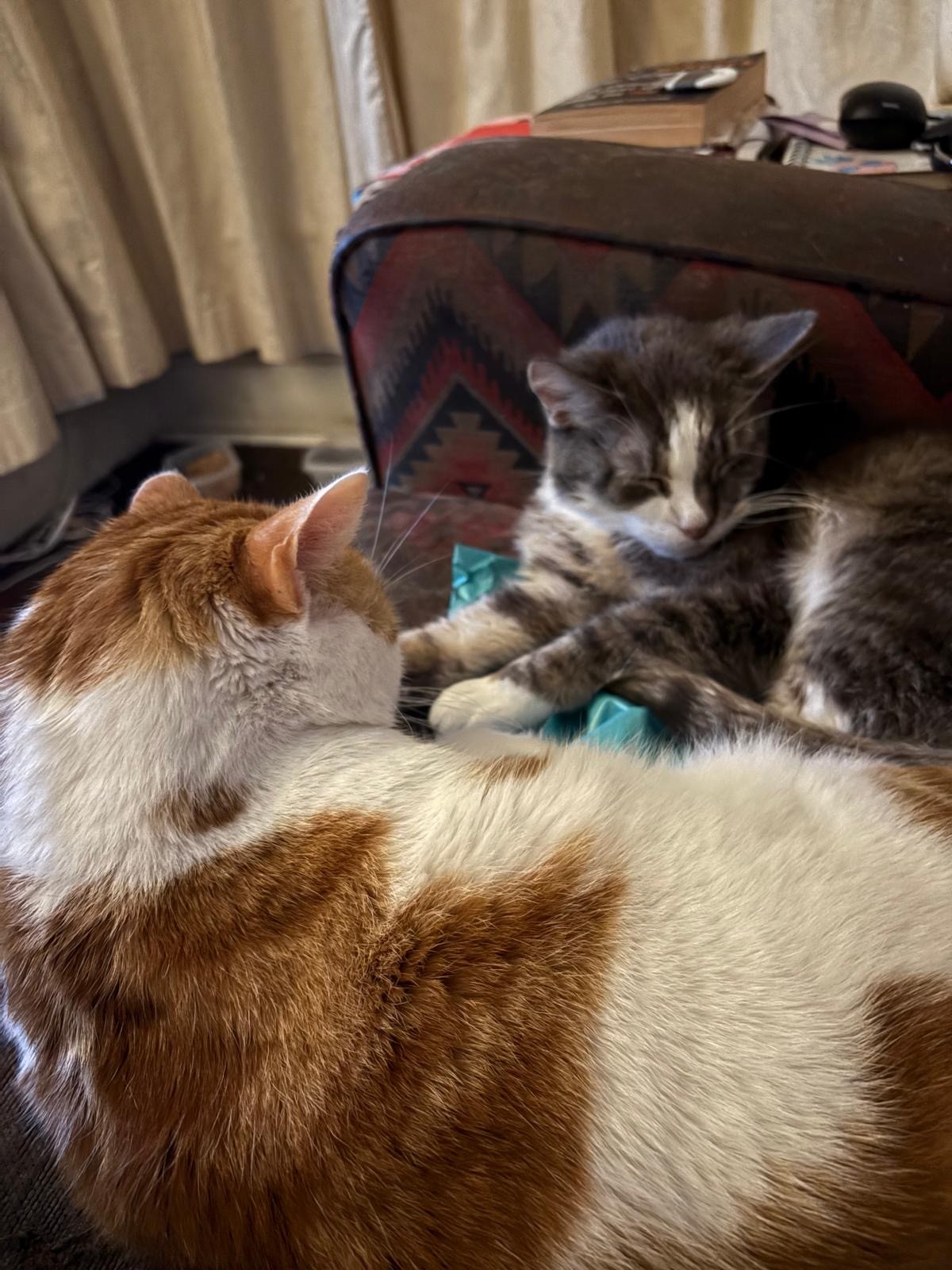 Steve, ginger and white, Coco, grey.