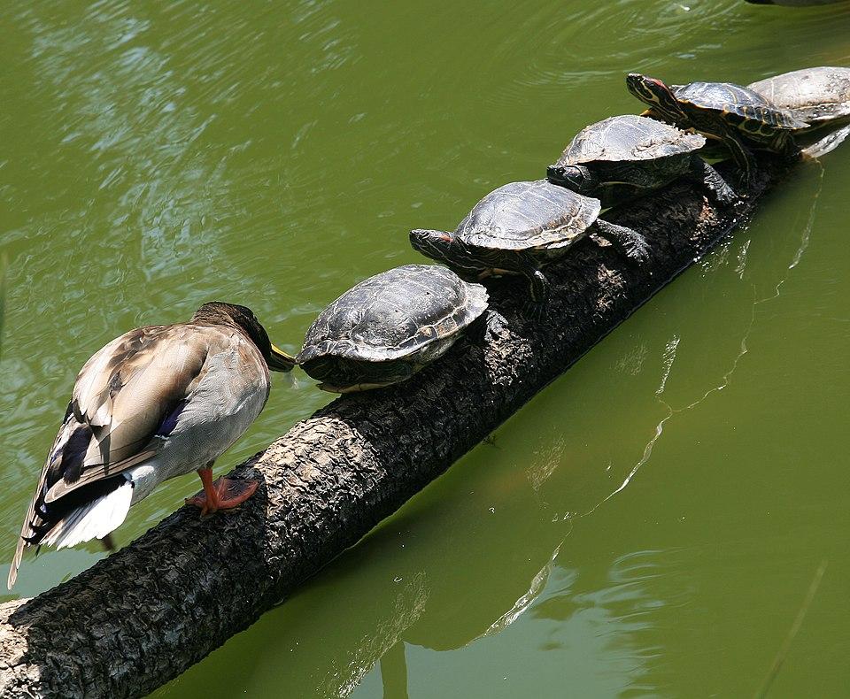 An inquisitive duck interrogating four turtles basking on a log in a green pond. The turtle in front of the duck has retracted its head and legs in the shell.