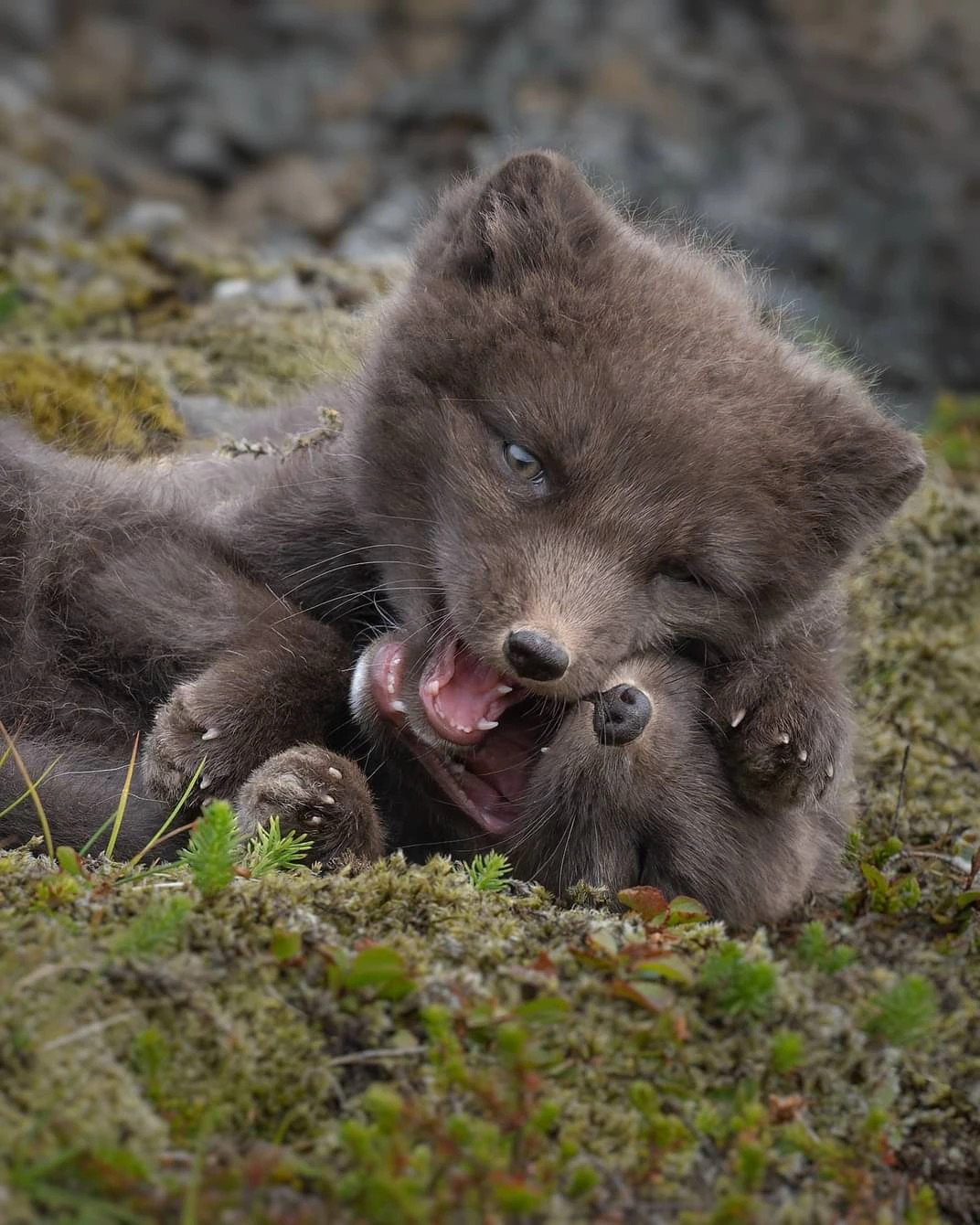 Iceland's Only Predator