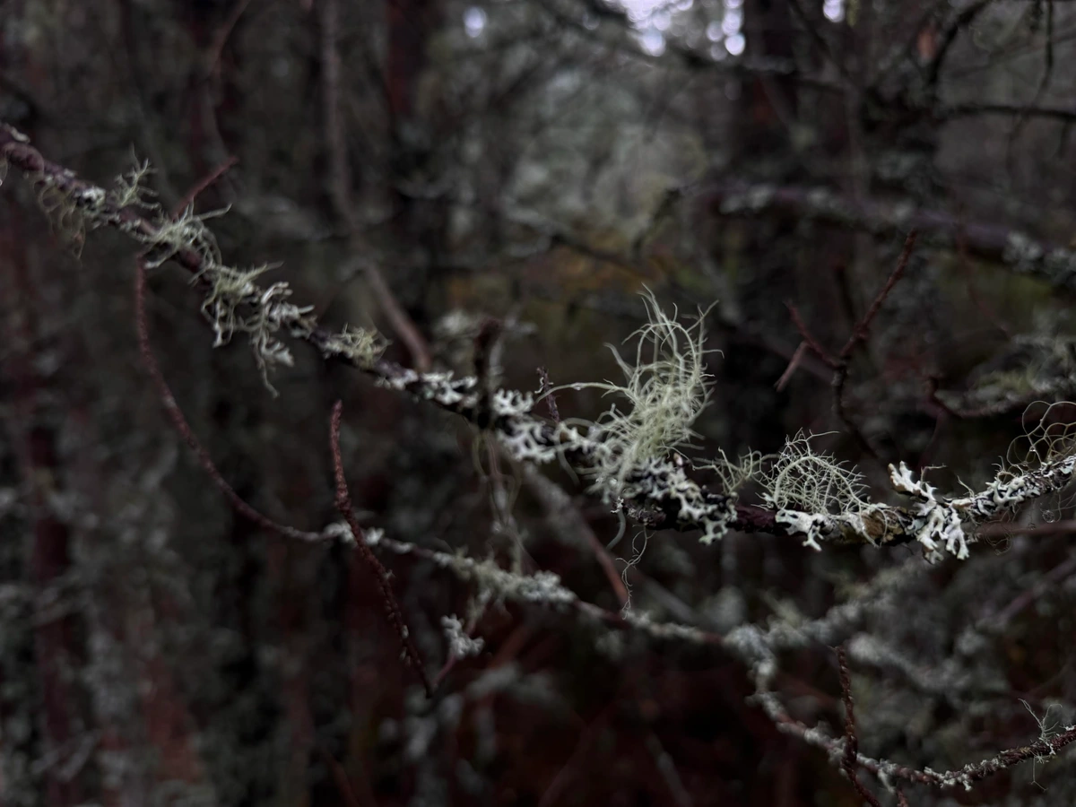 A close-up view of a branch covered in lichen, set against a dark, blurred forest background. The lichen appears fuzzy and light-colored, contrasting with the dark wood.