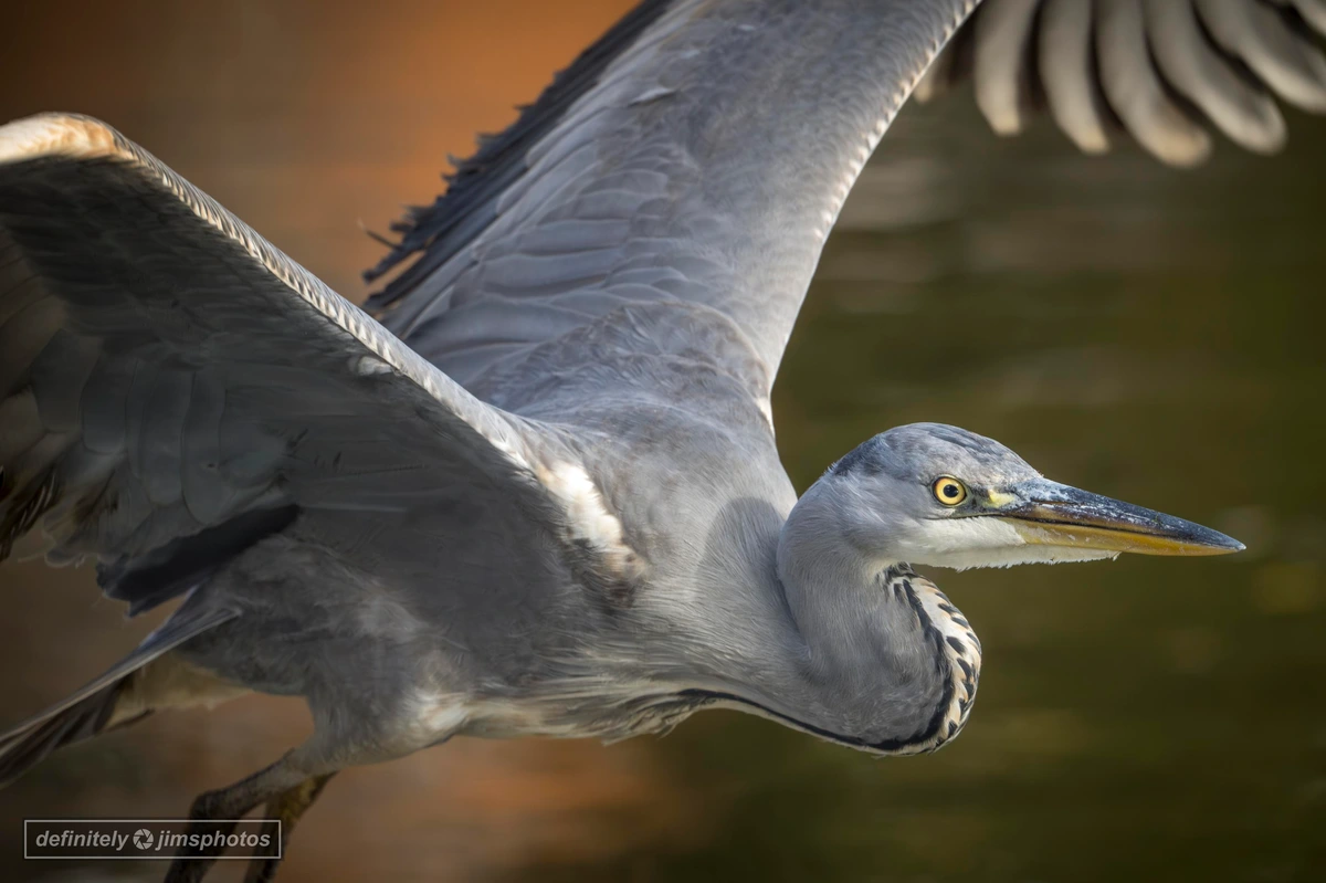 A Grey Heron in flight