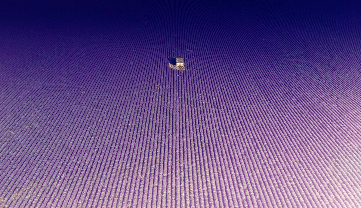 Ariel shot of a small house in the middle of lavender fields.
