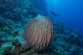 January: Bristol scientists discover early sponges were soft | News and features | University of Bristol