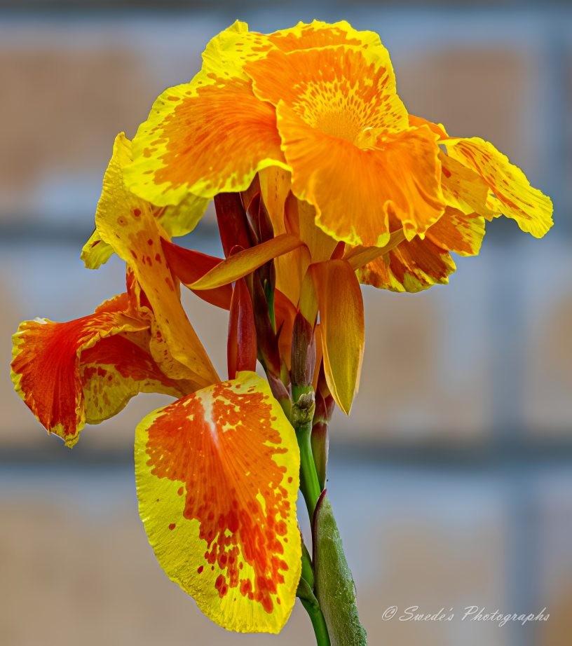 Fiery Blossom

"The image showcases a vibrant Canna lily (Canna indica), bursting with fiery hues. Its broad, velvety petals swirl upward in a display of orange and red, resembling dancing flames. The petals have delicate ripples along their edges, catching light and shadow, adding depth to their texture. Below the bloom, sturdy green stems stretch toward the sky, supporting elongated, glossy leaves that cradle the flower in a lush embrace. The background is softly blurred, allowing the lily to stand out as the star of the image—an emblem of tropical beauty and resilience." - Copilot
