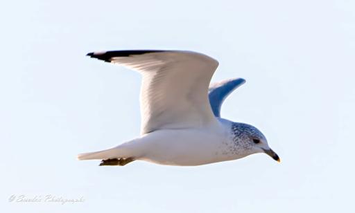 "This striking image captures a laughing gull in mid-flight, soaring gracefully from left to right against a pale blue sky. The bird’s sleek white body contrasts beautifully with its speckled gray head, which adds texture to its sharp, black-tipped beak. Its wings spread wide in an elegant arc, revealing the dynamic interplay of colors—pure white feathers transitioning into black-tipped edges, a natural masterpiece of form and movement. With effortless precision, the gull glides forward, seemingly suspended in the air, embodying the sheer freedom of flight." - Copilot