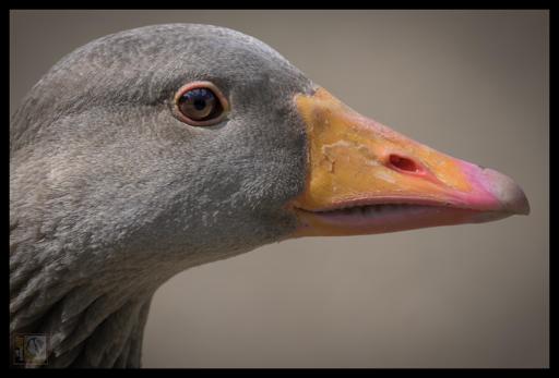 a side profile photo of a Graylag goose.
