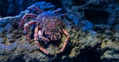 Rare species face extinction risk from some deep-sea mining, scientists say