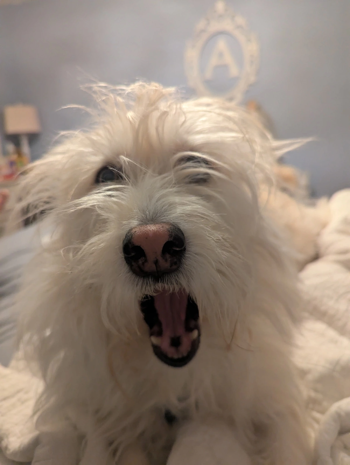 Tried to FaceTime but She's Still Mad