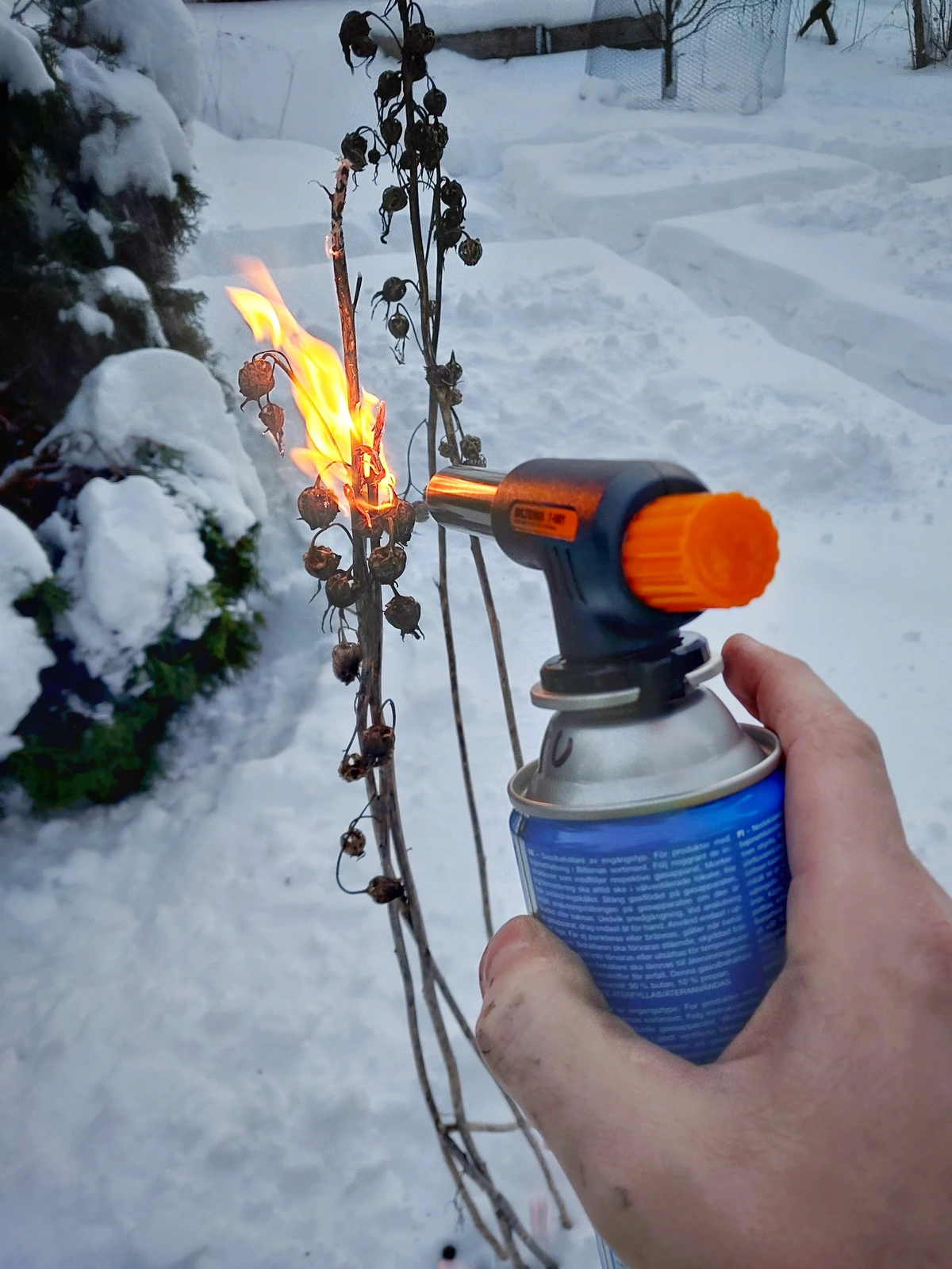 I bought my first ever butane torch and there's so much to roast all over my yard and nobody to stop me