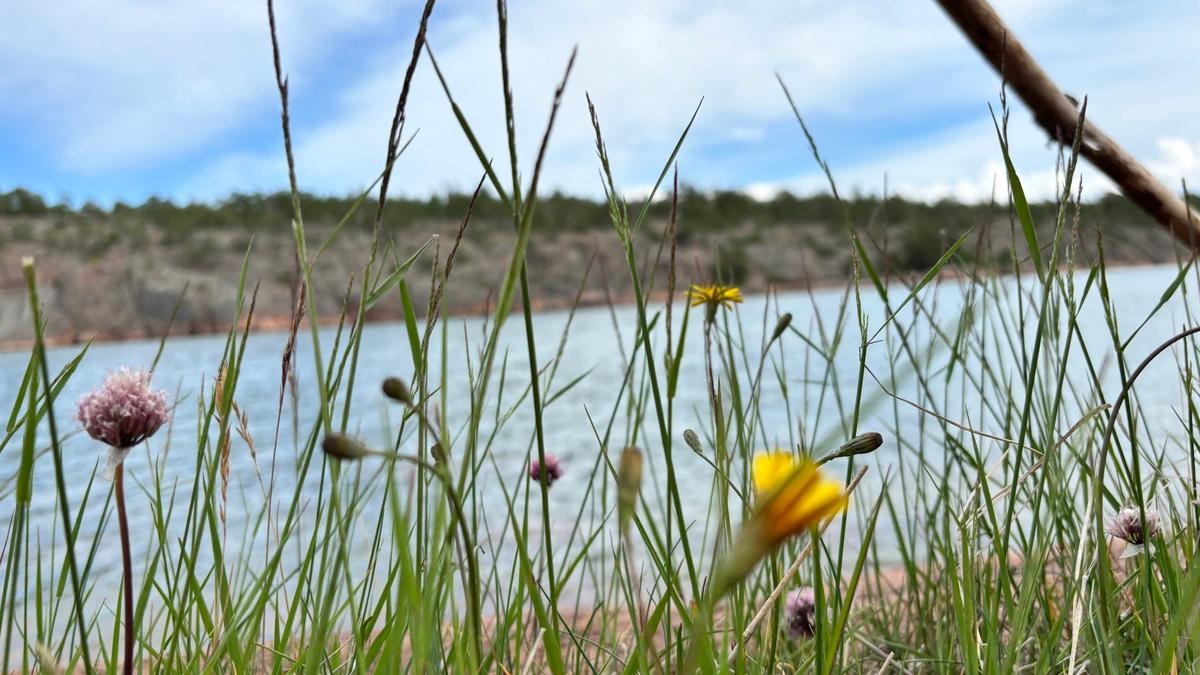 Photo of some wildflowers with the sea in the background.
