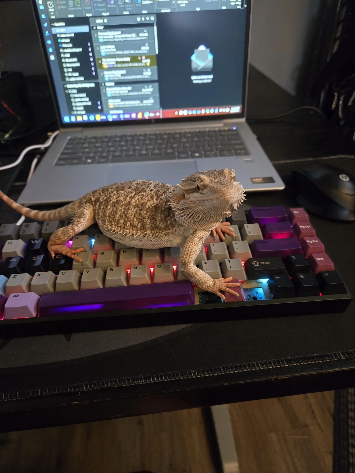 A bearded dragon with subtle orange coloring is climbing a grey and purple mechanical keyboard. The gecko's claws grip the keys as it explores the keyboard. A computer monitor is visible in the background.