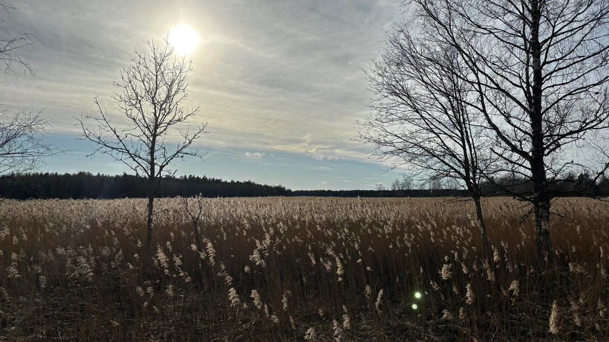 Photo of a sea of reeds in which the sun is reflecting making the tops almost white.