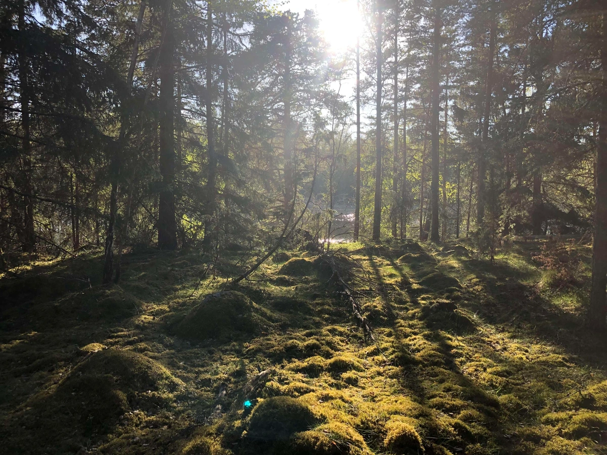 Photo of a pine forest through which the sun is shining through lighting up the moss covered forest floor.