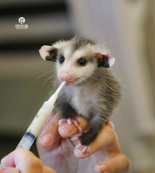 Petition to make one of the political party icons an Opossum after we are done with the social collapse of our society?