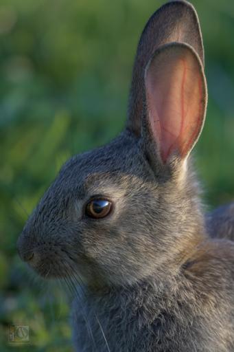 a close up photo of a young Rabbit