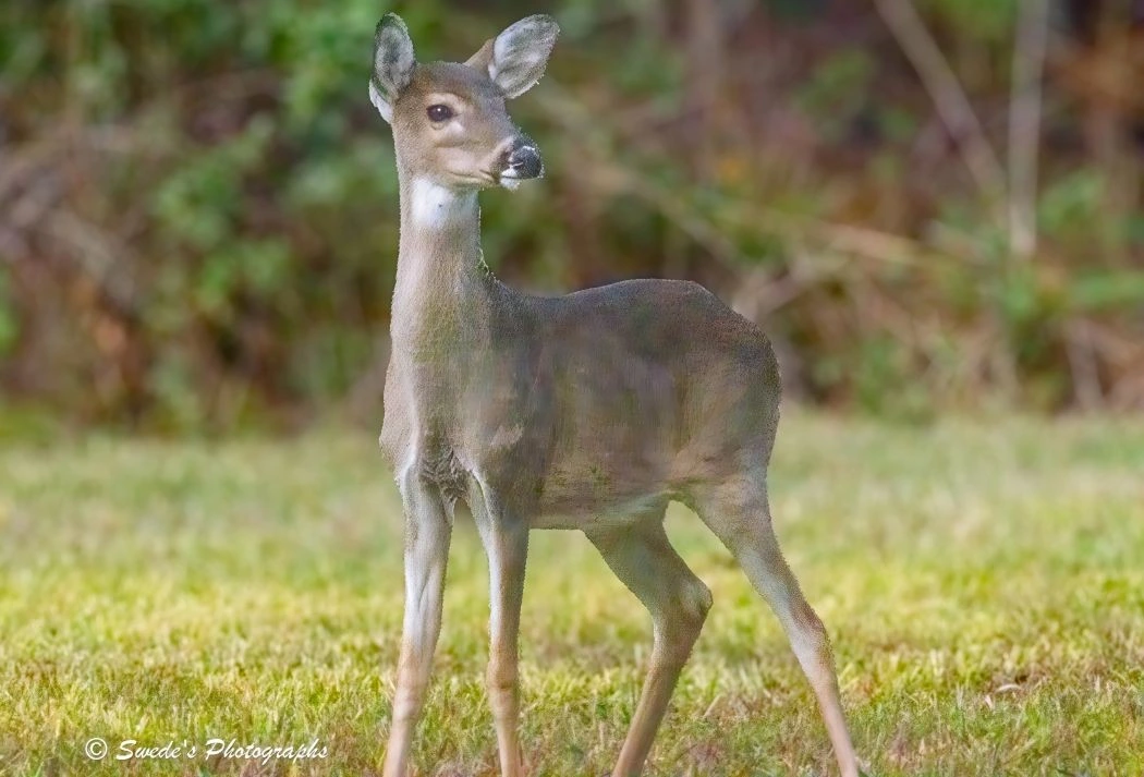 "A young white-tailed deer stands quietly on a patch of green grass, its slender legs and delicate frame poised in a moment of gentle alertness. Its coat is a soft, tawny brown, dappled with faint white markings that hint at its youth. The deer’s large, dark eyes gaze forward with a mix of curiosity and caution, framed by tall, expressive ears that angle slightly outward, listening to the world.

Its face is unmistakably deer-like—elongated, serene, and finely contoured. The snout is narrow, the nostrils flared gently as if catching the scent of the morning air. The creature’s posture is elegant yet tentative, as though it has just emerged from the woods and paused to assess its surroundings.

Behind it, the background blurs into a soft wash of green foliage, suggesting a forest edge or meadow. The light is diffuse, casting no harsh shadows, and the overall mood is quiet, natural, and slightly dreamlike. The image feels like a still moment in a larger story—an encounter with grace in the wild." - Microsoft Copilot