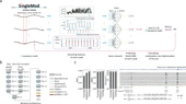 Single-molecule direct RNA sequencing reveals the shaping of epitranscriptome across multiple species - Nature Communications