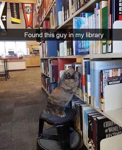 Picture of a rabbit standing on a stool leaning up against a bookshelf looking guilty...
Caption: Found this guy in my library