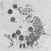 Scientists discover 230 new giant viruses that shape ocean life and health