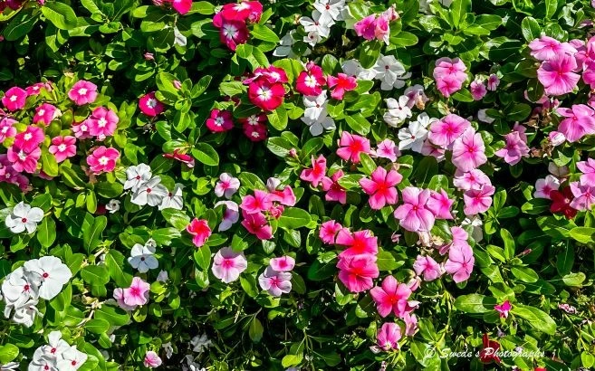 Nature’s Quilt

"A lush tapestry of blooming flowers fills the frame with exuberant color and texture. The scene is dense and vibrant, like a living quilt stitched from petals and leaves. Dominant hues include soft pinks, creamy whites, and deep magentas, each blossom nestled among a sea of rich green foliage. The flowers vary in shape—some with wide, open faces like cheerful suns, others with layered petals that curl inward like whispered secrets.

The greenery is abundant and healthy, with leaves that glisten slightly, suggesting morning dew or recent watering. The composition feels wild yet intentional, as if nature arranged itself for a portrait. There’s a sense of movement in the way the blossoms lean and cluster, some reaching upward, others bowing gently toward the earth. The light is soft and even, enhancing the saturation of the colors without casting harsh shadows.

In the bottom right corner, a watermark reads “Swede’s Photography,” subtly anchoring the image with a personal signature—like a whispered name at the end of a poem." - Microsoft Copilot