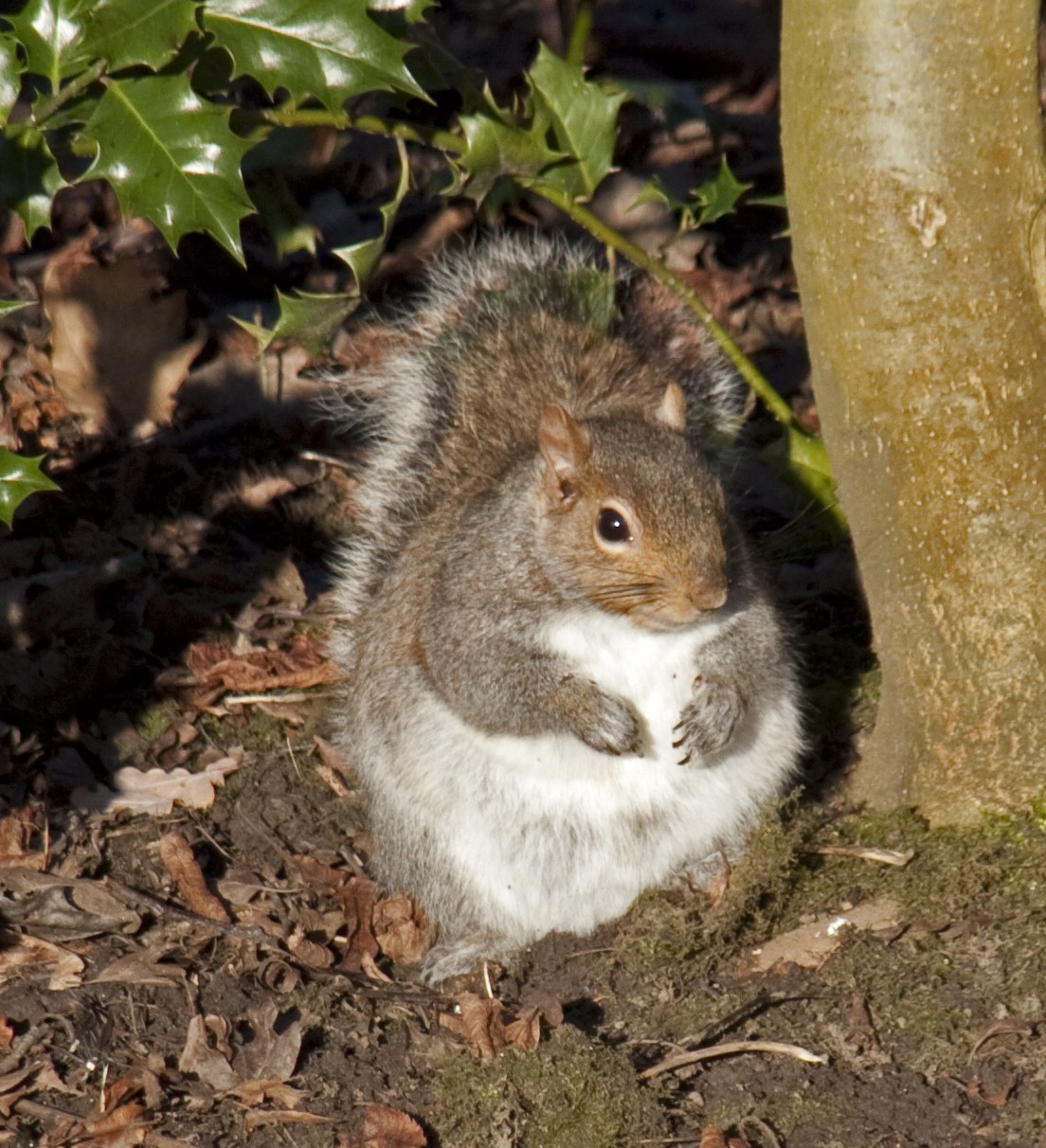 Fat squirrel standing by the side of a tree