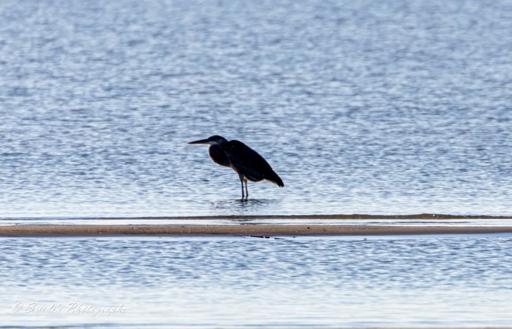 "The image presents a Great Blue Heron, standing alone on the beach, its tall frame reduced to a striking silhouette against the backdrop of the shore. Facing left, its elegant S-shaped neck is tucked back, creating a compact, restful posture. The dark outline of its body contrasts with the soft glow of the water and sand, adding an air of quiet mystery to the scene. The waves roll in gently, their movement accentuating the heron's stillness. Despite its solitary presence, the image carries a sense of calm and quiet contemplation—a moment suspended in time at the water’s edge." - Copilot with edits