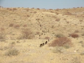 Baboons walk in line for friendship, not survival, new study finds