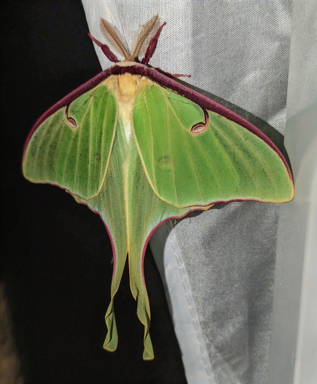 The most gorgeous insect IMO