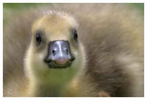 a close up photo of a young Graylag Gosling
