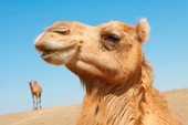 Camel pageant thrown into chaos after 20 competitors disqualified for using hump-plumping injectables