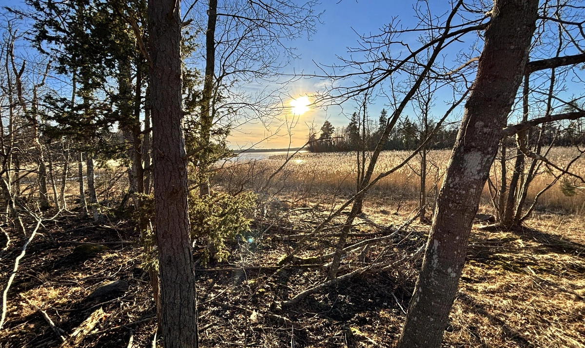 The sun shining through some clouds in a mostly blue sky over an inlet to a bay filled wit reeds and som sparse forest cover.