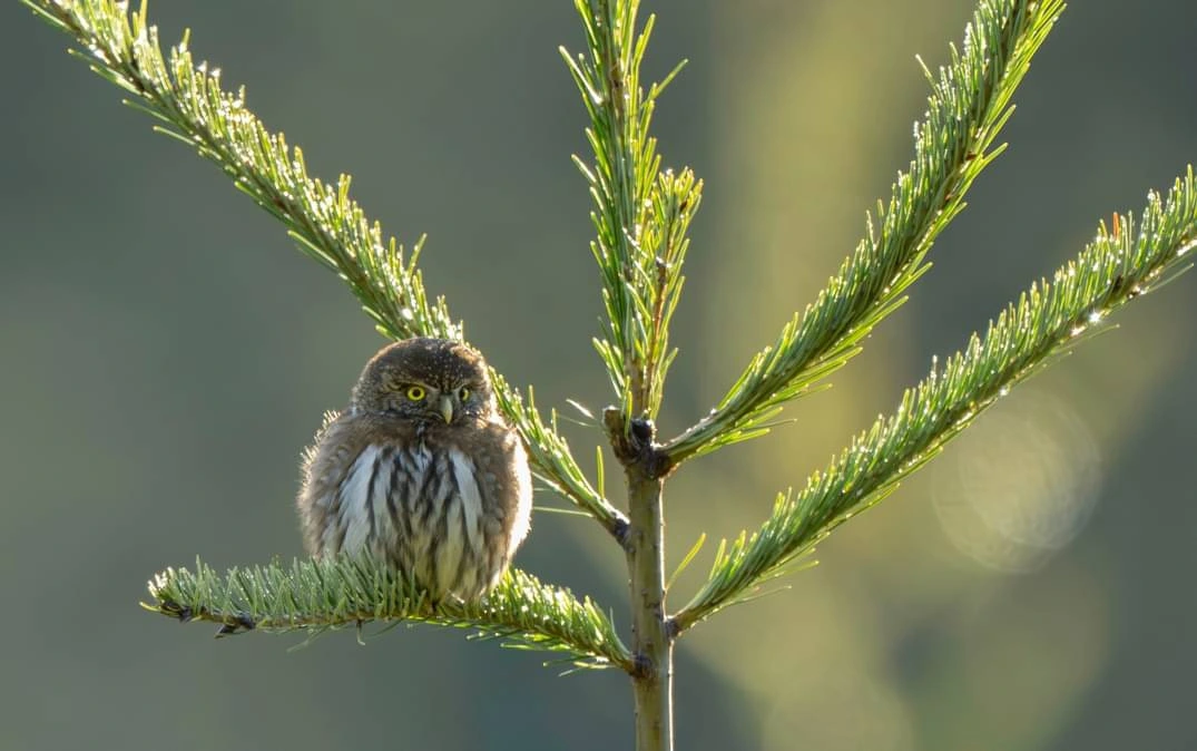 Perfectly Plump Pygmy Owl