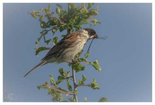 The image shows a striking scene of a bird (Reed Bunting) perched gracefully on a branch covered in green leaves, all set against a clear blue sky. The bird itself is eye-catching, with a black head, white throat, and a streaked brown and white body. Adding to the drama, the bird holds an insect—a damsel fly—in its beak, showcasing its hunting instincts in action. 