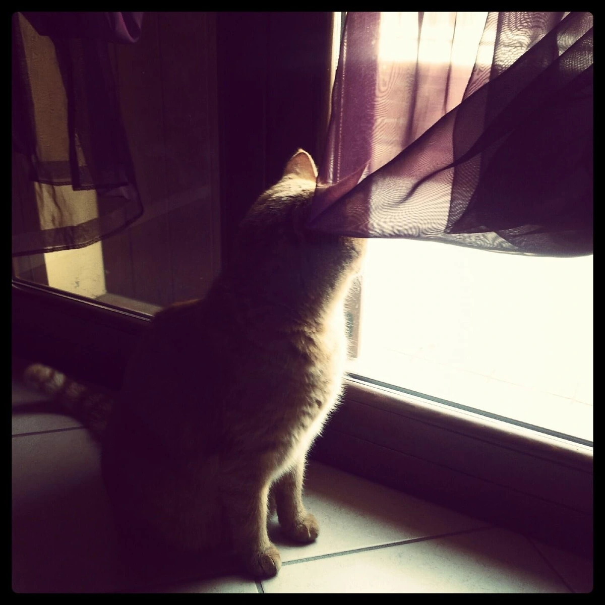 An orange kitten looking out a window. Quite dark inside, much light outside. I wanted to symbolise how life is trying to get out of obscurity and going towards the light.