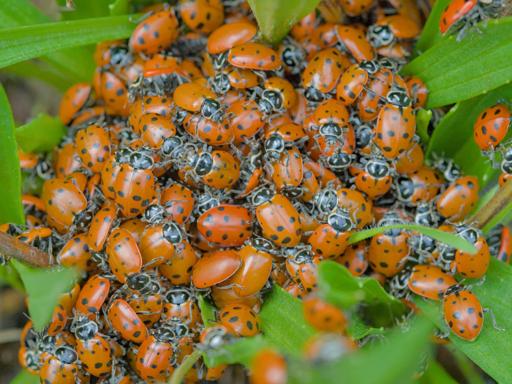 a large amount of orange with black dot lady beetles all gathered around each-other on some grass