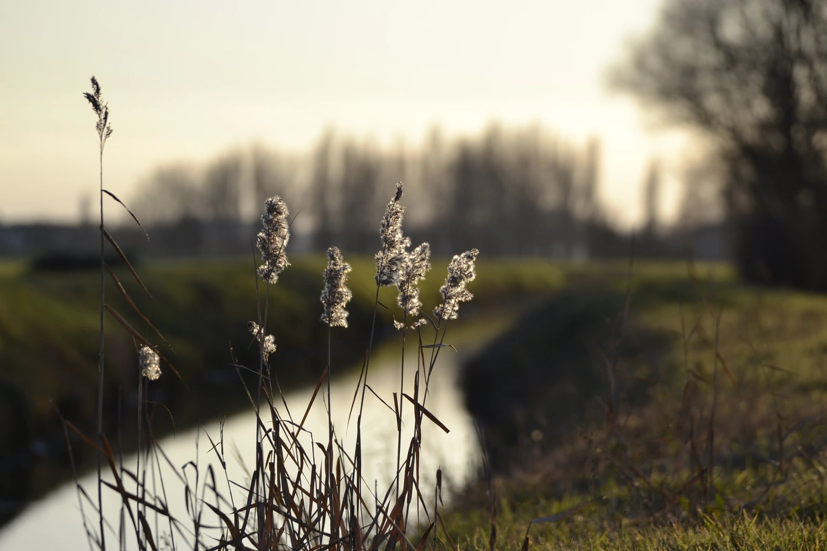 This is a serene photo capturing a group of common reeds, illuminated by the soft, warm glow of the setting sun. The reeds are in sharp focus in the foreground, while the background is a gently blurred landscape featuring a tranquil waterway, flanked by grassy banks that lead to a line of tall, slender trees in the distance. The trees' bare branches suggest it is  winter. The low angle of the sun creates a peaceful ambiance and casts a golden hue over the scene, highlighting the feathery plumes of the reeds and giving the entire image a quiet, timeless quality.