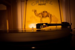 camelwize