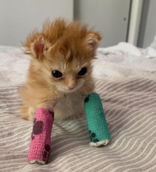 TaterTot