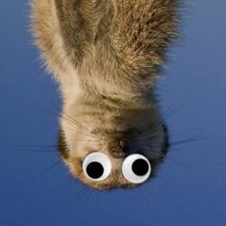 innermeerkat