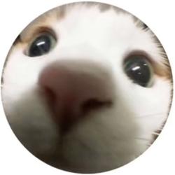 mewbees